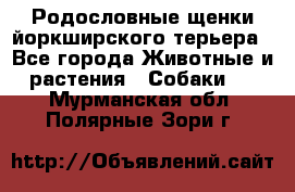 Родословные щенки йоркширского терьера - Все города Животные и растения » Собаки   . Мурманская обл.,Полярные Зори г.